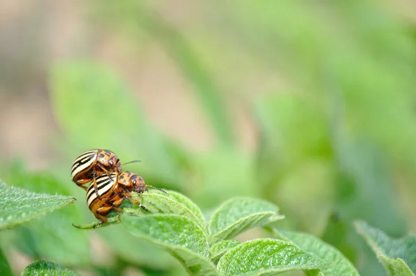 科罗拉多马铃薯甲虫（Leptinotarsa decemlineata）) — 图库照片