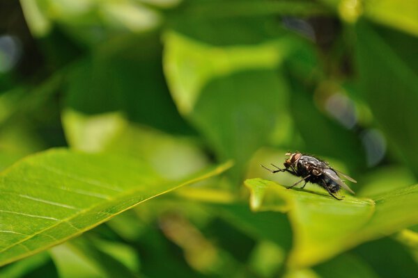 House fly sitting on green leaf