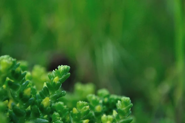 Fundo vegetal verde — Fotografia de Stock