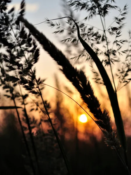 Silhouette of grass in sunset — Stock Photo, Image