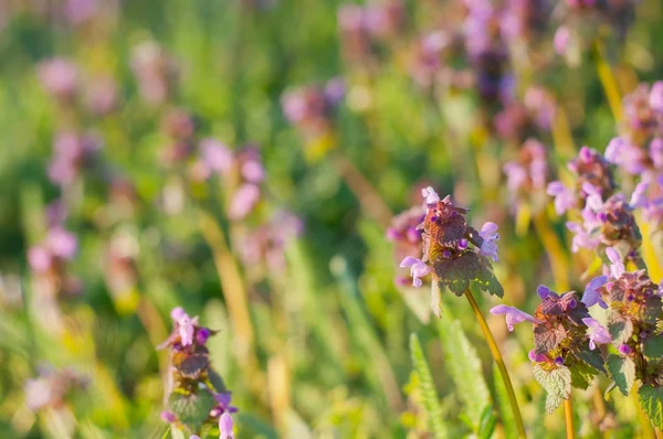 Lila döda nässlor (Lamium purpureum) — Stockfoto