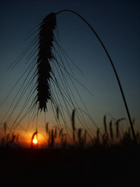 Спайк силует на заході сонця влітку — стокове фото