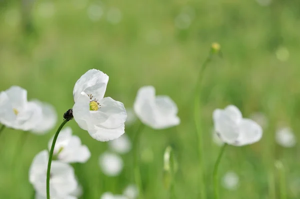 Prato con fiori bianchi in primavera — Foto Stock