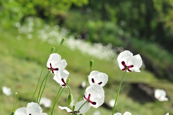 Prato con fiori bianchi in primavera — Foto Stock