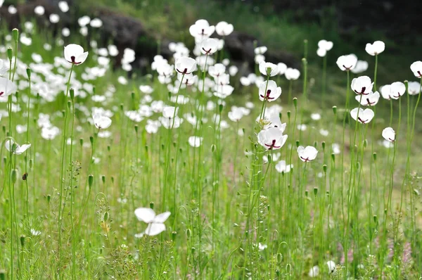 Prato con fiori bianchi in primavera — Foto Stock