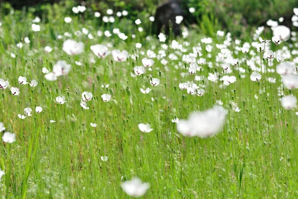 Meadow med hvite blomster om våren – stockfoto