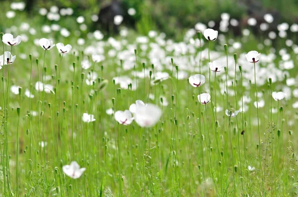 Prato con fiori bianchi in primavera — Foto Stock