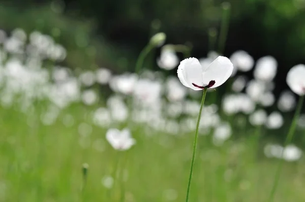 वसंत में सफेद फूलों के साथ घास — स्टॉक फ़ोटो, इमेज