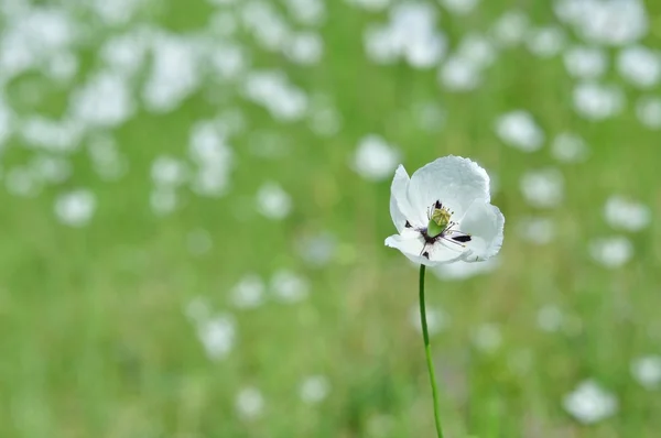Fiore bianco Papaver dubium subsp. austromoravicum — Foto Stock