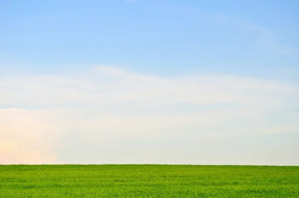 Campo verde e cielo blu paesaggio sfondo — Foto Stock