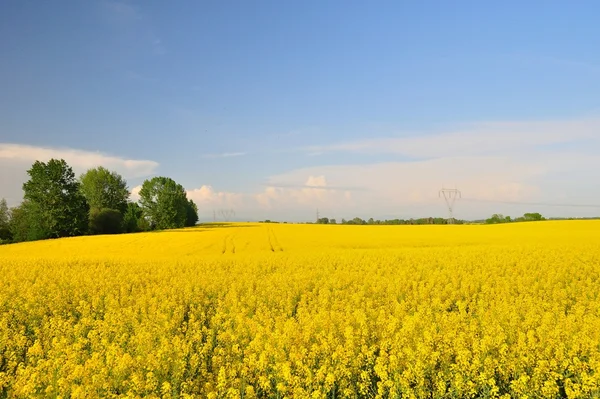 Gula raps fält — Stockfoto