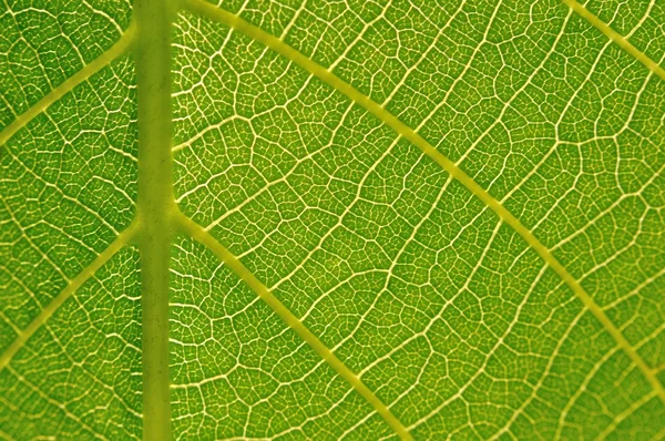 Detalle de textura de hoja verde —  Fotos de Stock