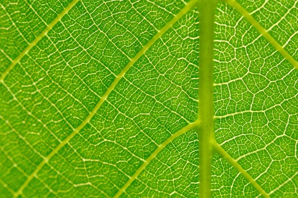 Détail de la texture verte des feuilles — Photo