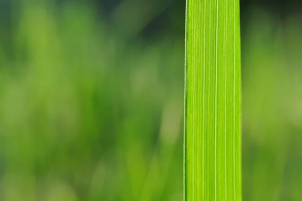 Fond naturel avec lame d'herbe verte — Photo