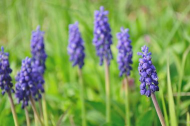 Mavi bahar çiçek, üzüm sümbül, muscari racemosum