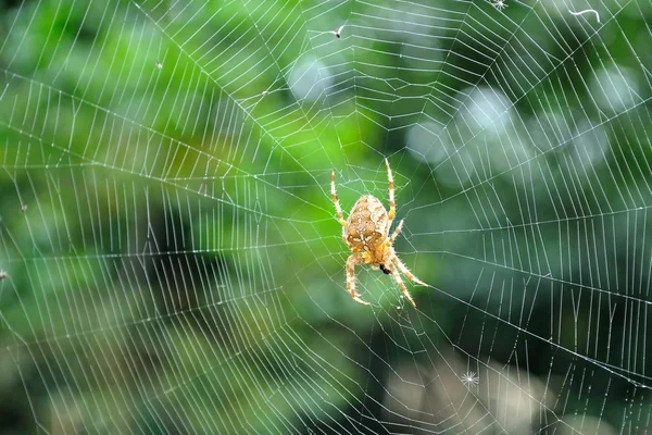 Kendi web Avrupa Bahçe örümcek — Stok fotoğraf