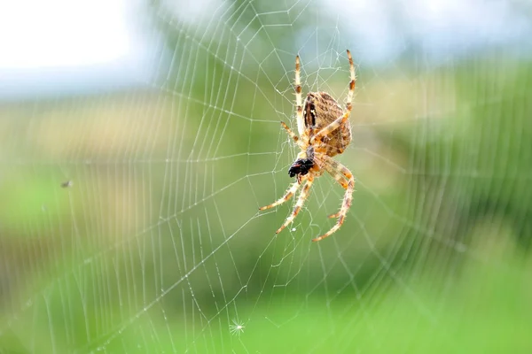 Aranha jardim europeu em sua teia — Fotografia de Stock