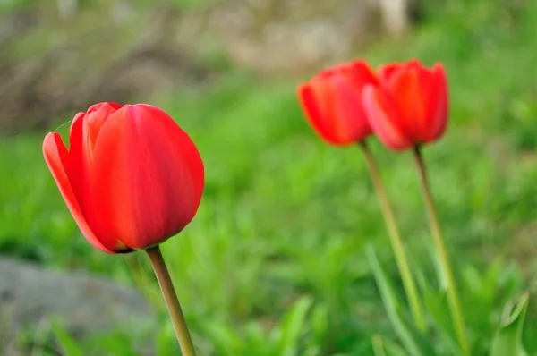 Bellissimi tulipani rossi primo piano con sfondo verde sfocato — Foto Stock