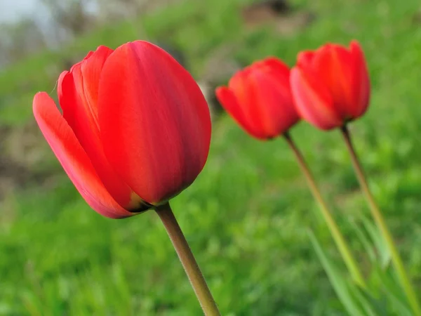 Bellissimi tulipani rossi primo piano con sfondo verde sfocato — Foto Stock