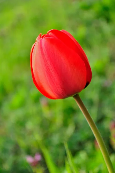 Beautiful red tulip closeup with blurred green background — Stock Photo, Image
