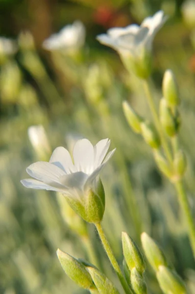 Fiori bianchi in giardino in primavera — Foto Stock