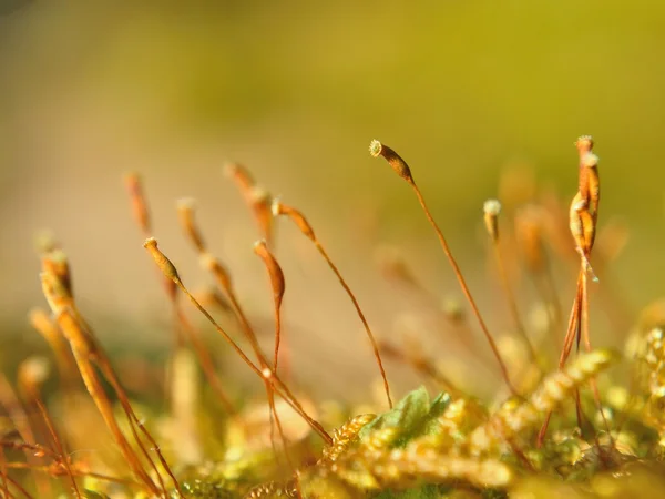 Fényes moss makro lövés tavasszal — Stock Fotó