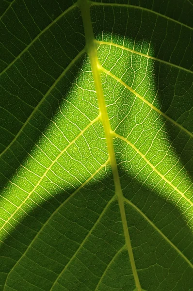 Vista detalhada da folha verde com luz e sombra — Fotografia de Stock