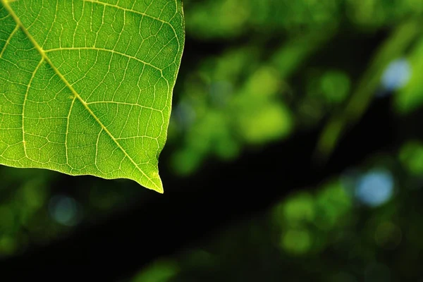 Fond naturel avec feuille verte — Photo