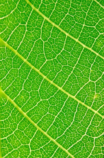 Widok szczegółów tekstur, zielony liść — Zdjęcie stockowe