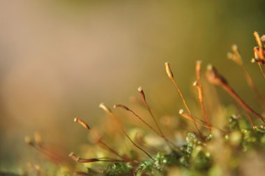 Baharda parlak moss makro çekim