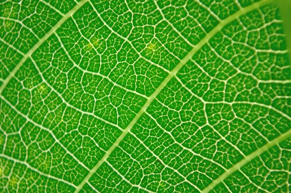 Detail view of green leaf texture — Stock Photo, Image