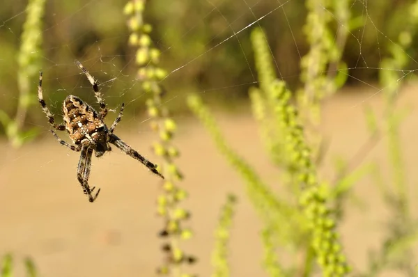 Kendi web Avrupa Bahçe örümcek — Stok fotoğraf