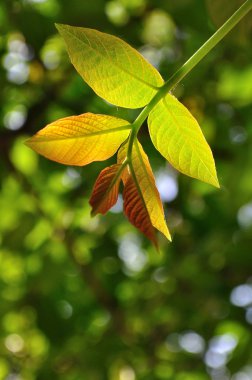 Ceviz yaprağı ile doğal arka plan