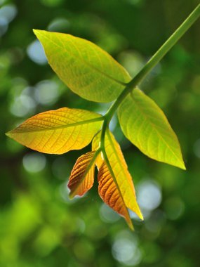 Ceviz yaprağı ile doğal arka plan