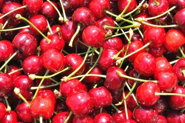 doku Olgun Kiraz kırmızı grup