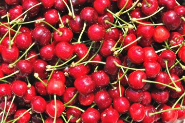 doku Olgun Kiraz kırmızı grup