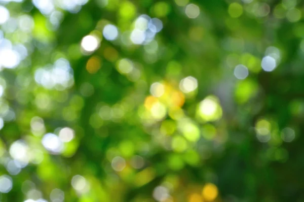 Natural green blurred background — Stock Photo, Image