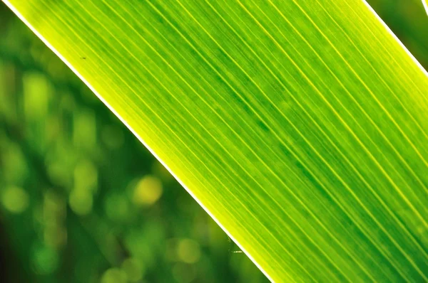 Grön zen naturliga bakgrund — Stockfoto