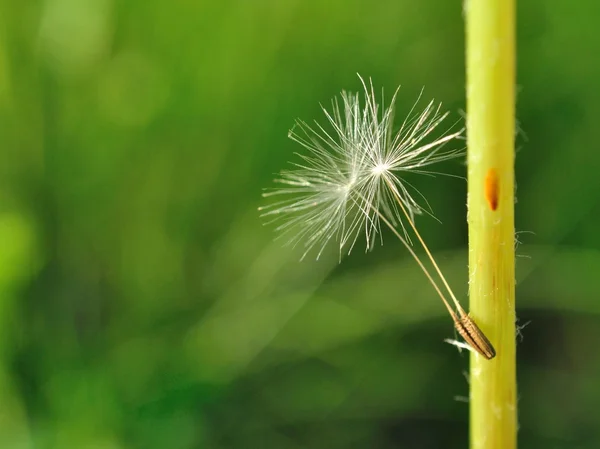 Dos pequeñas semillas de diente de león — Foto de Stock