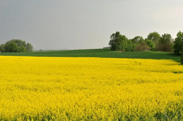 Yellow canola field — Stock Photo, Image
