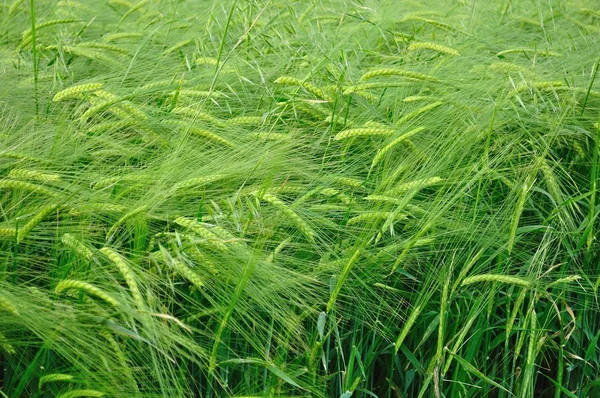 Texture del grano verde come sfondo agricolo — Foto Stock