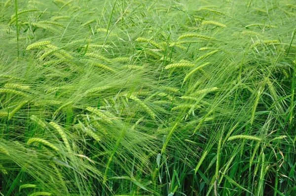 Groene tarwe textuur als agrarische achtergrond — Stockfoto