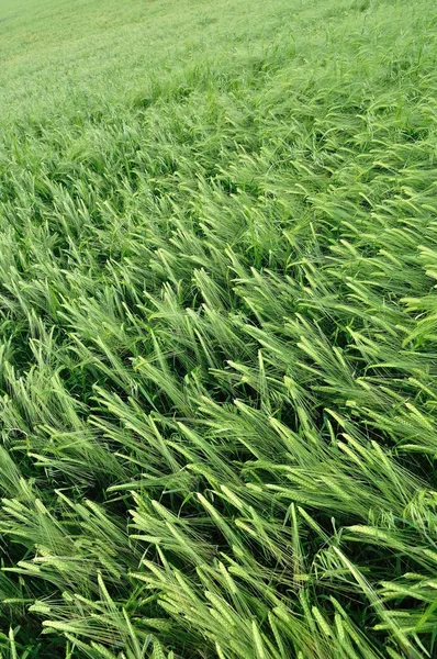 Textura de trigo verde como fundo agrícola — Fotografia de Stock