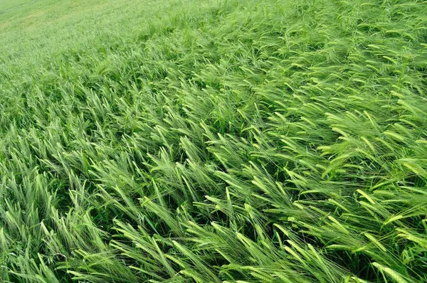 Groene tarwe textuur als agrarische achtergrond — Stockfoto
