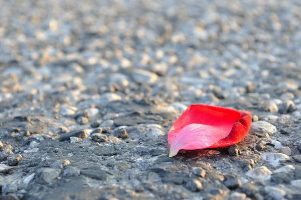 Pétale de rose rouge sur asphalte — Photo