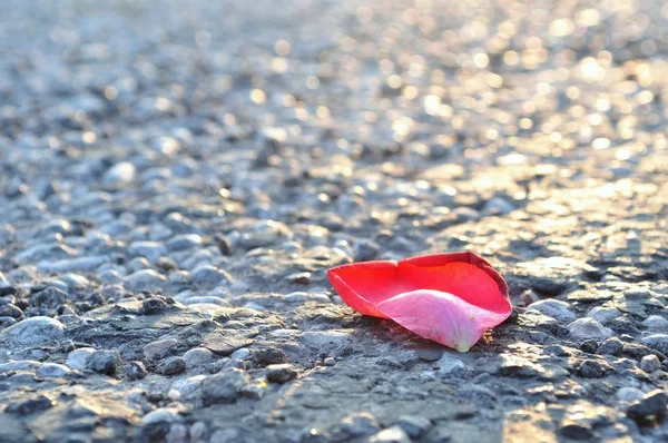 Pétala de rosa vermelha no asfalto — Fotografia de Stock