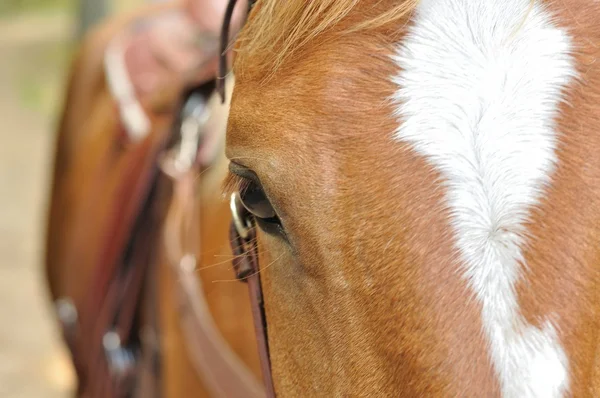 Cabeza de un caballo marrón — Foto de Stock