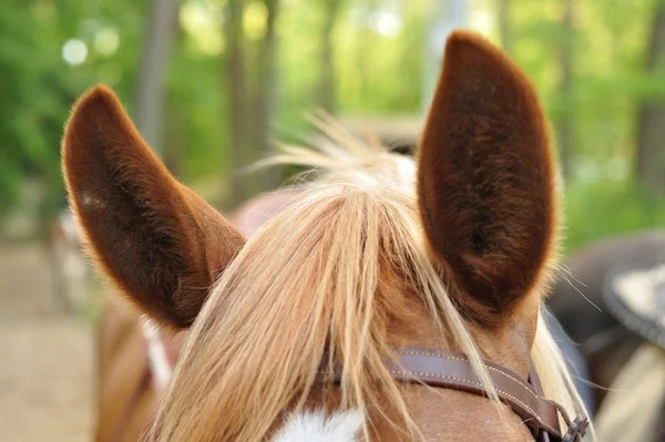 Orejas de caballo marrón contra bosque borroso — Foto de Stock