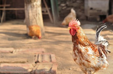 Kameraya bakarak renkli tavuk horozu