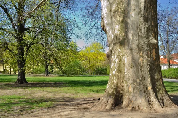 悬铃木-在公园里的老飞机树。 — 图库照片